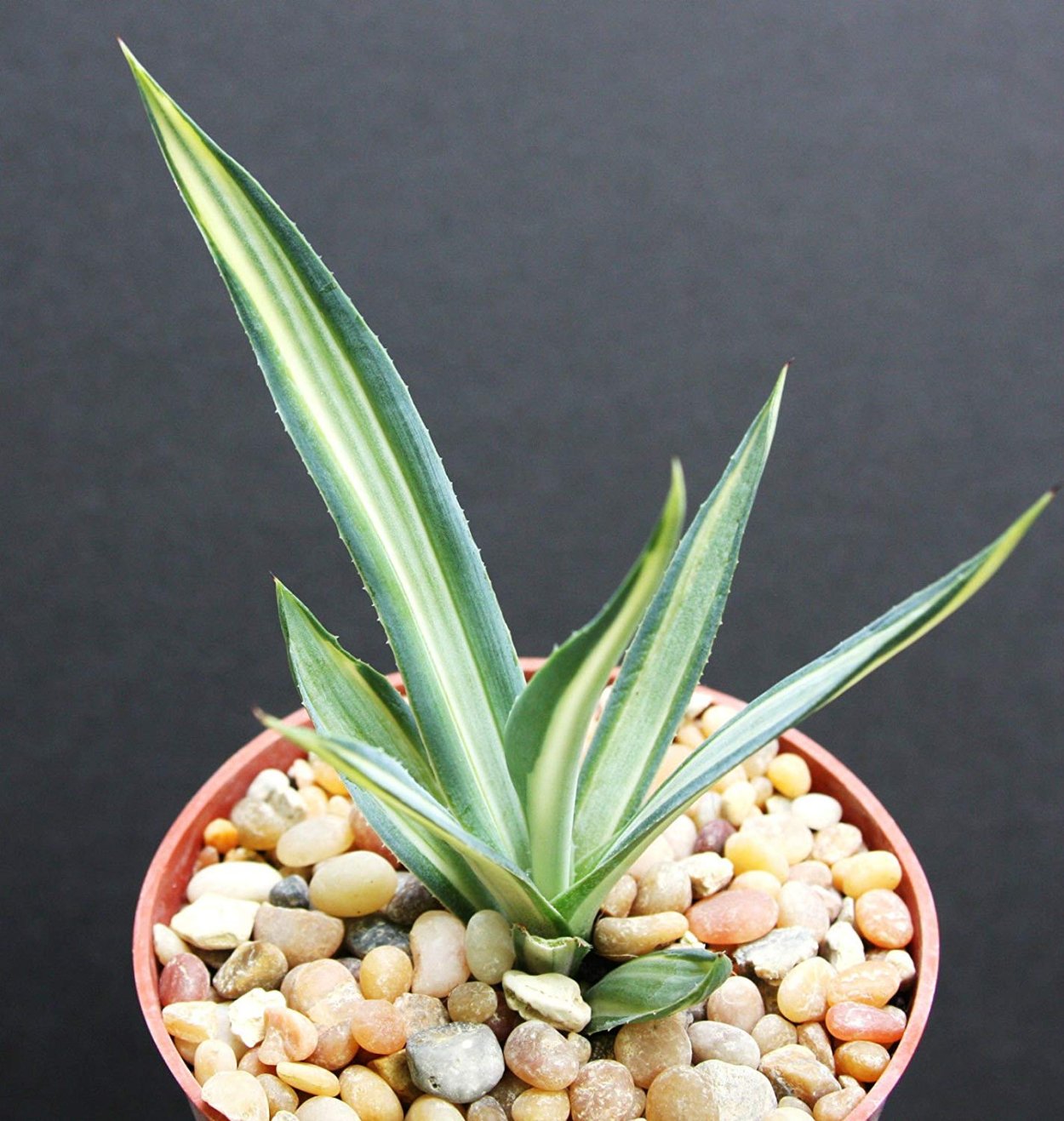 Agave (Furcraea) foetida variegata