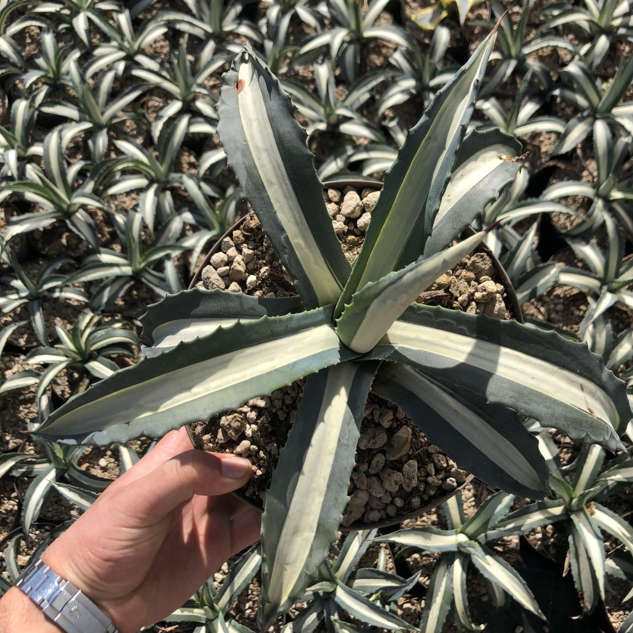 Yucca rostrata Sapphire Skies