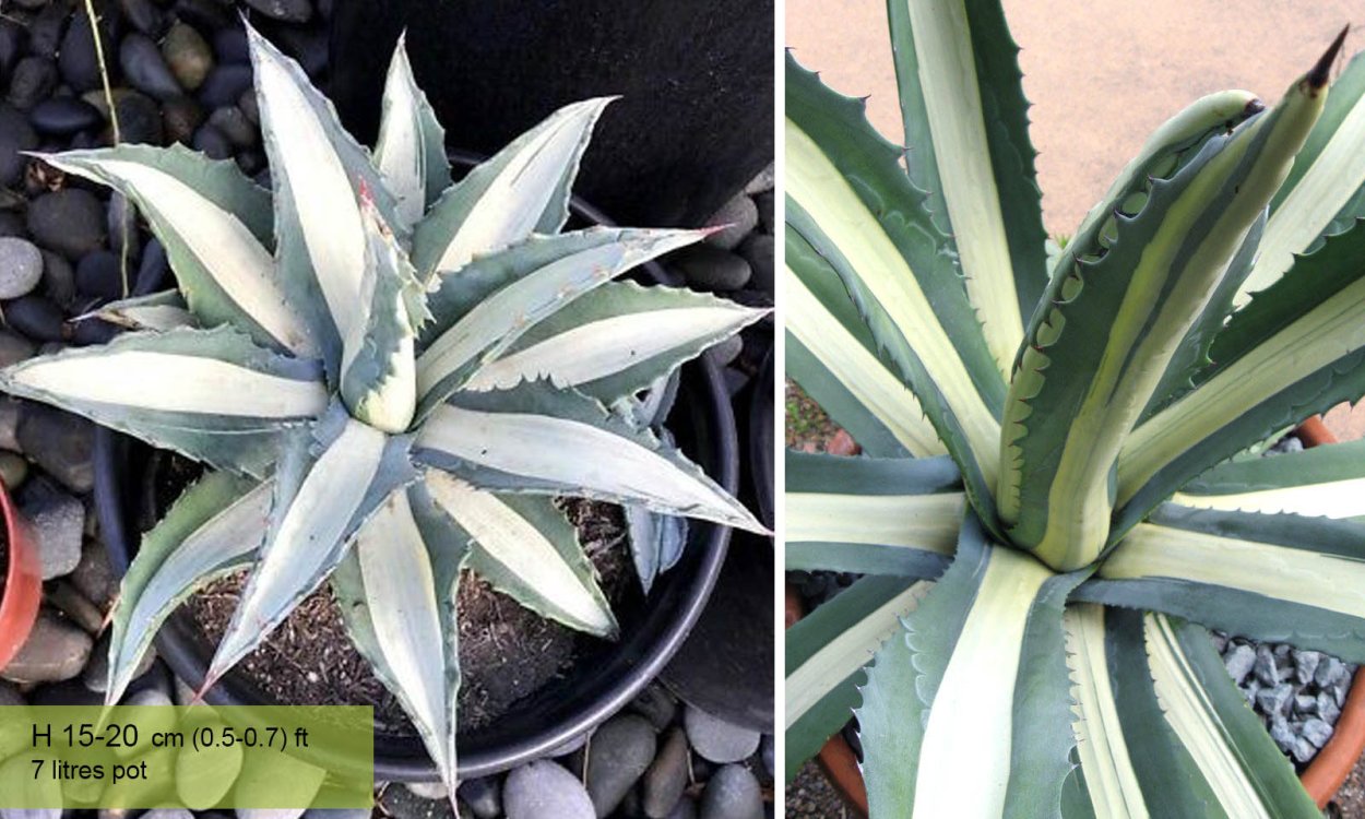 Агава медиопикта