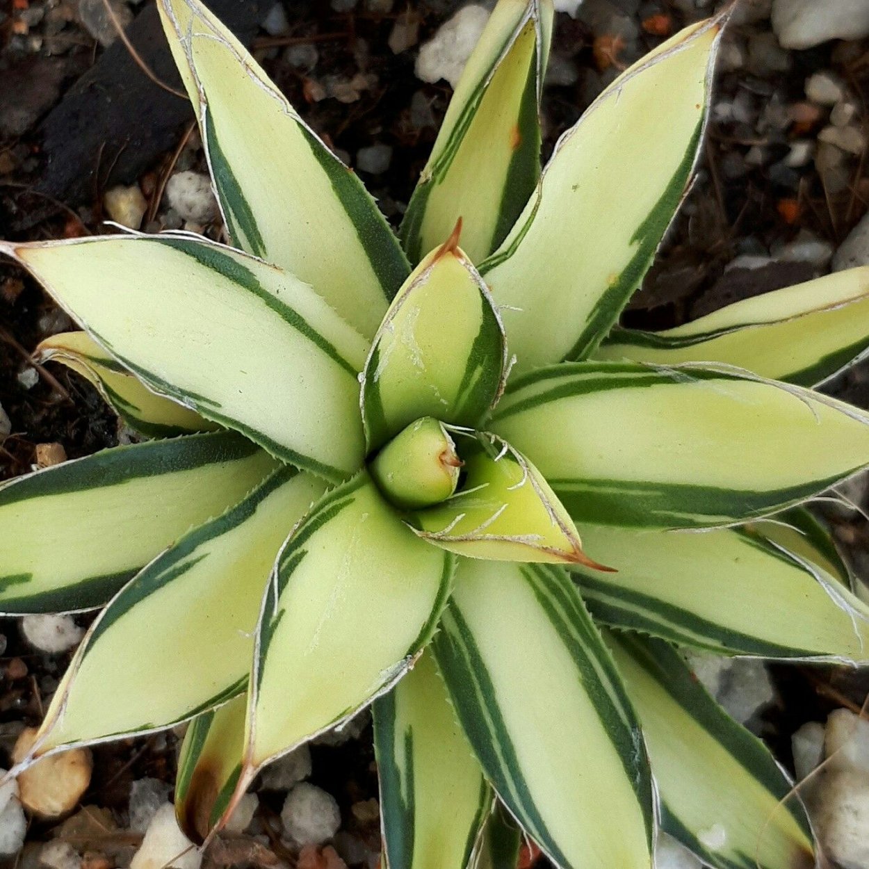 Агава американская Альба