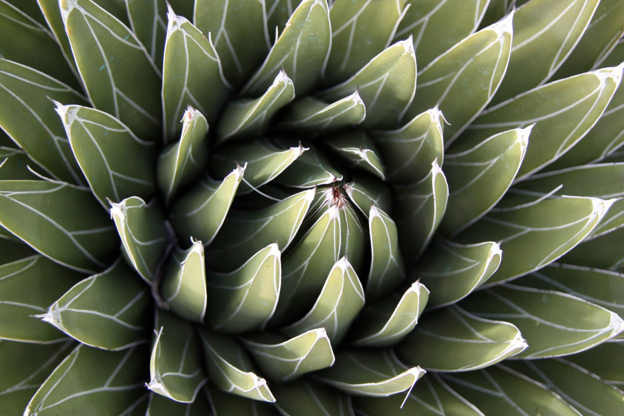 Agave Victoria Reginae Mediopicta