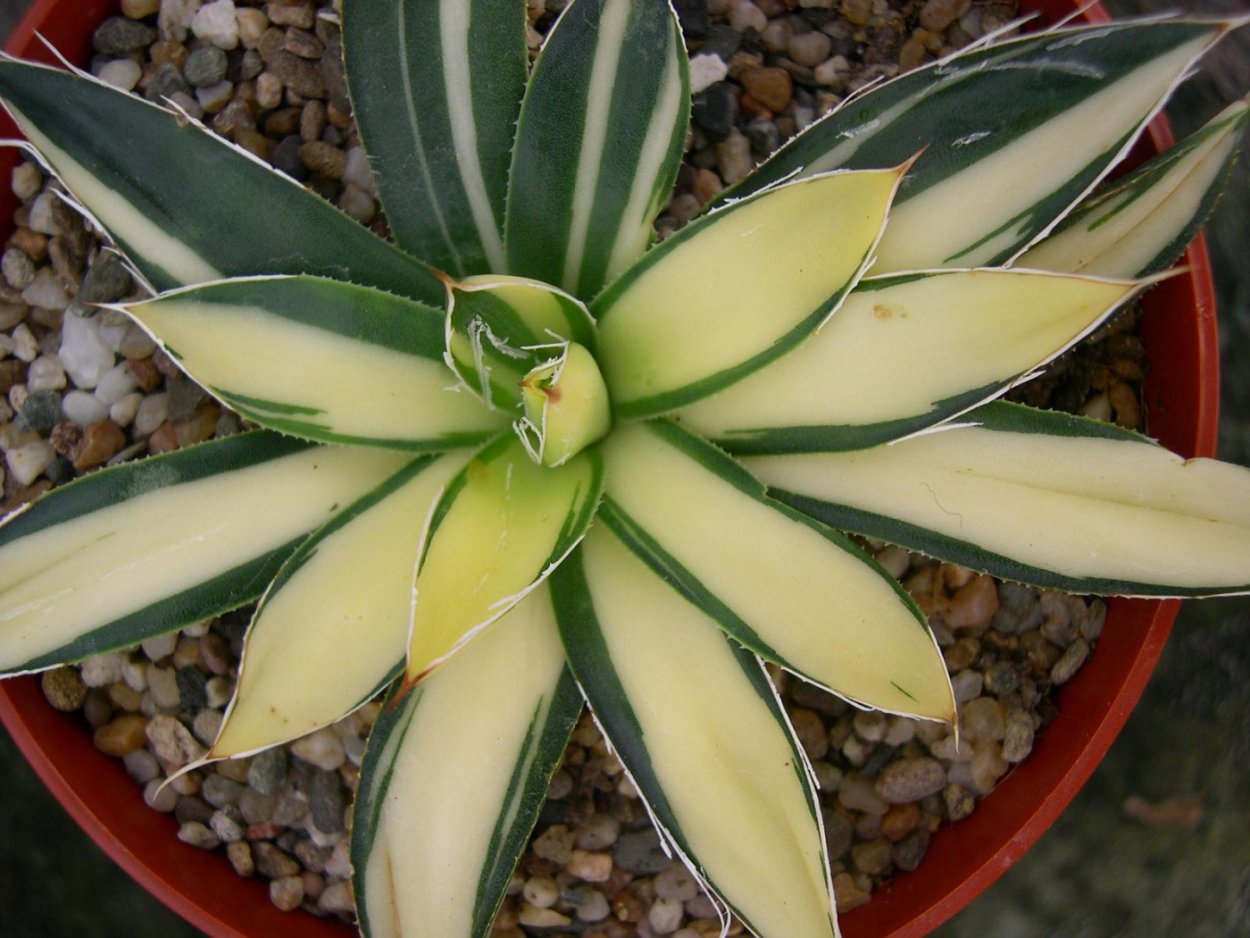 Агава американская