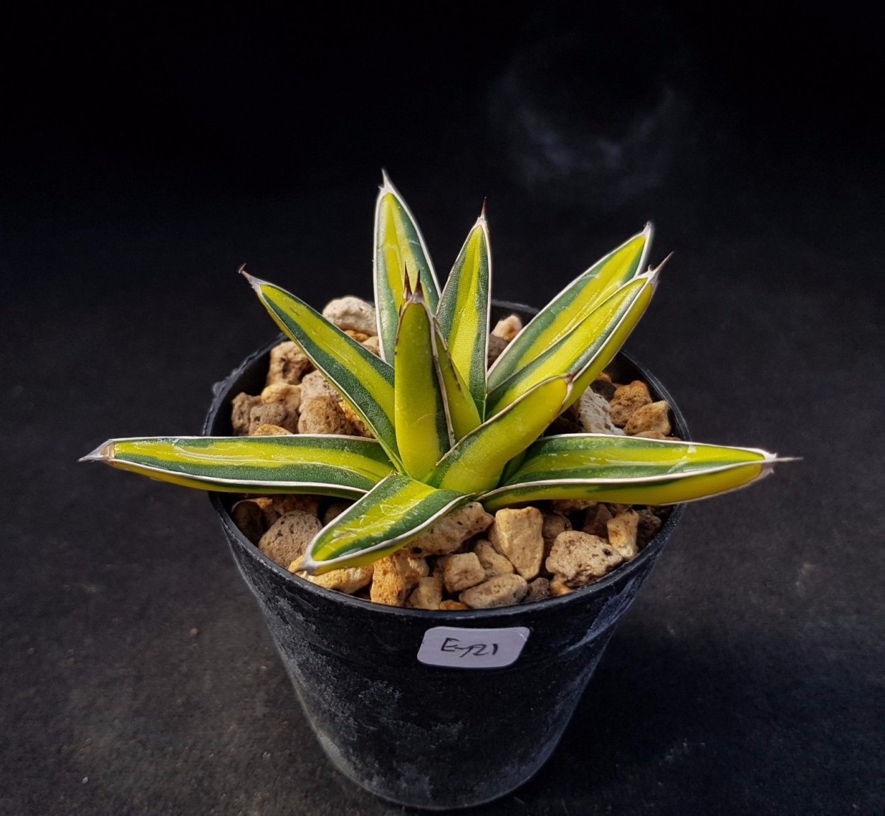 Алоэ Вариегата