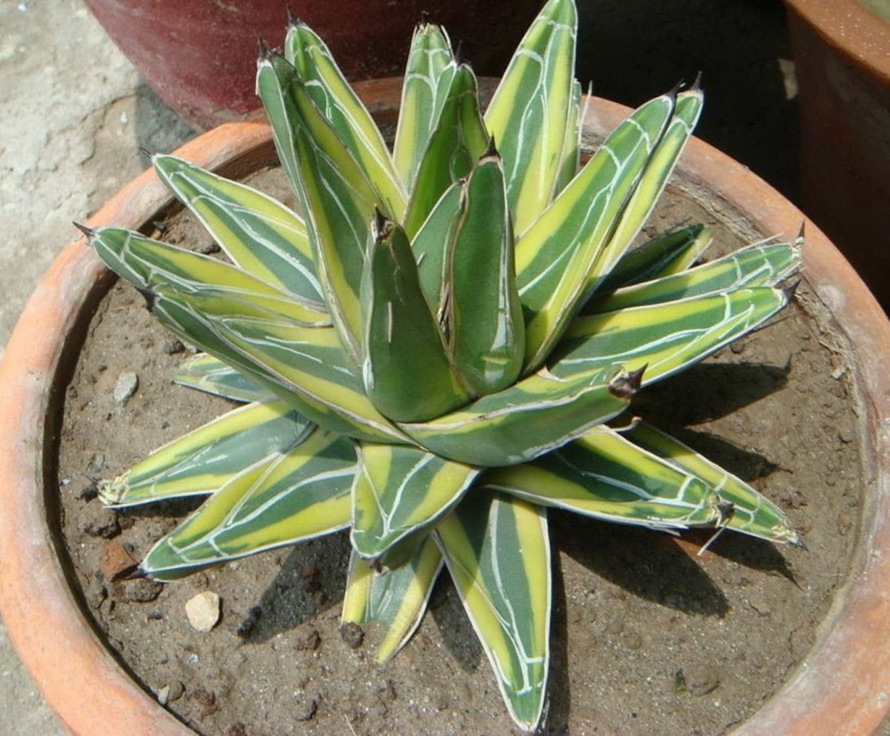 Агава американская желтоотороченная