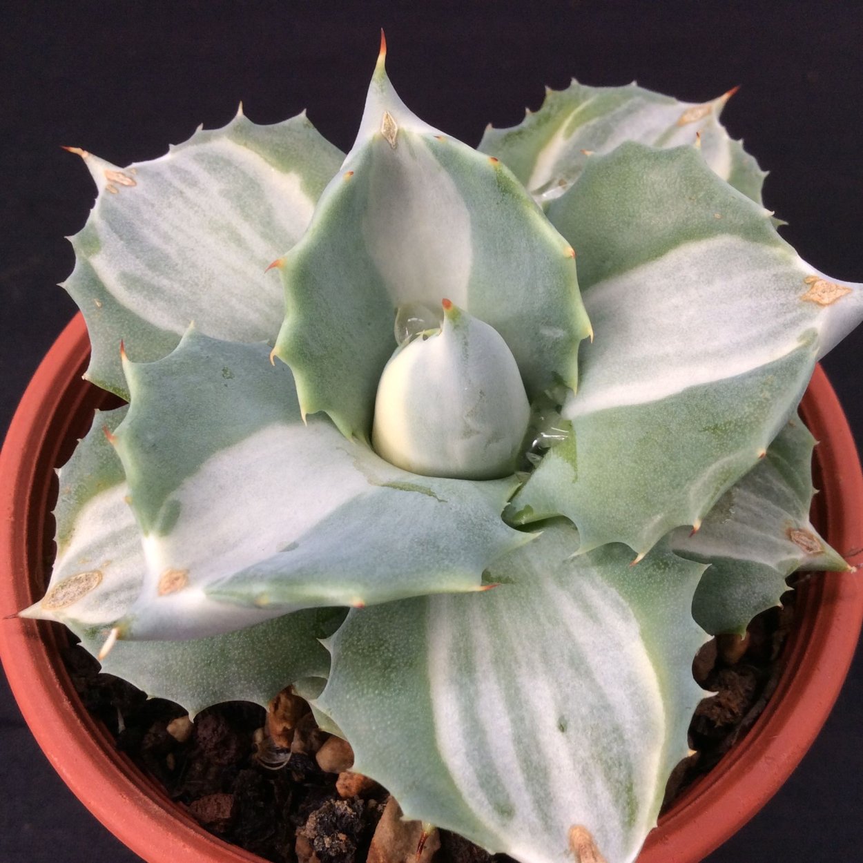 Agave victoriae Reginae White