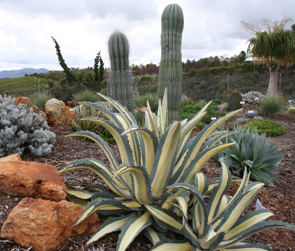 Agave Victoria Reginae Mediopicta