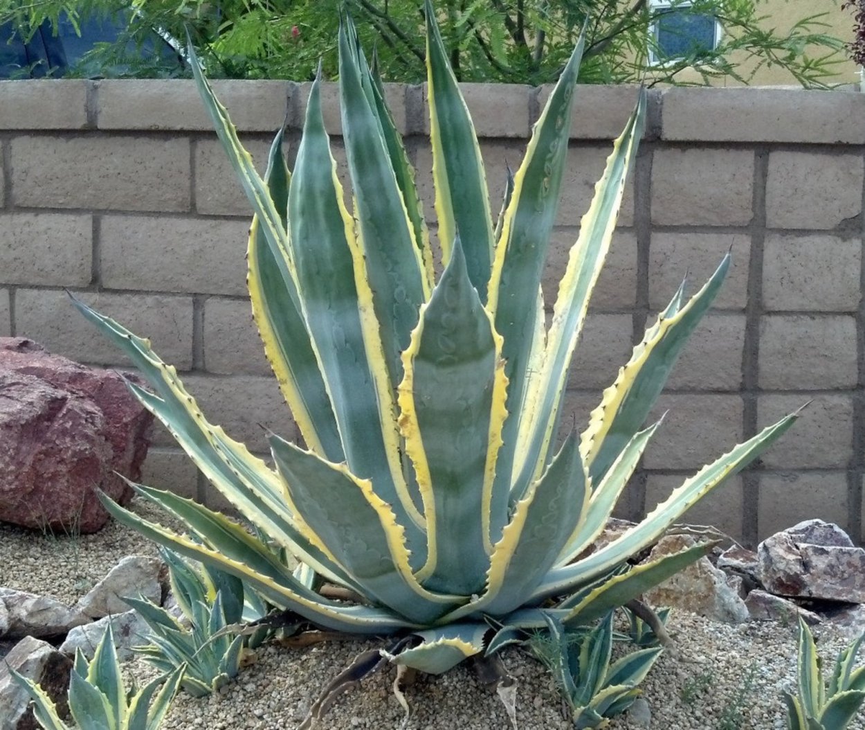 Agave victoriae Reginae variegata