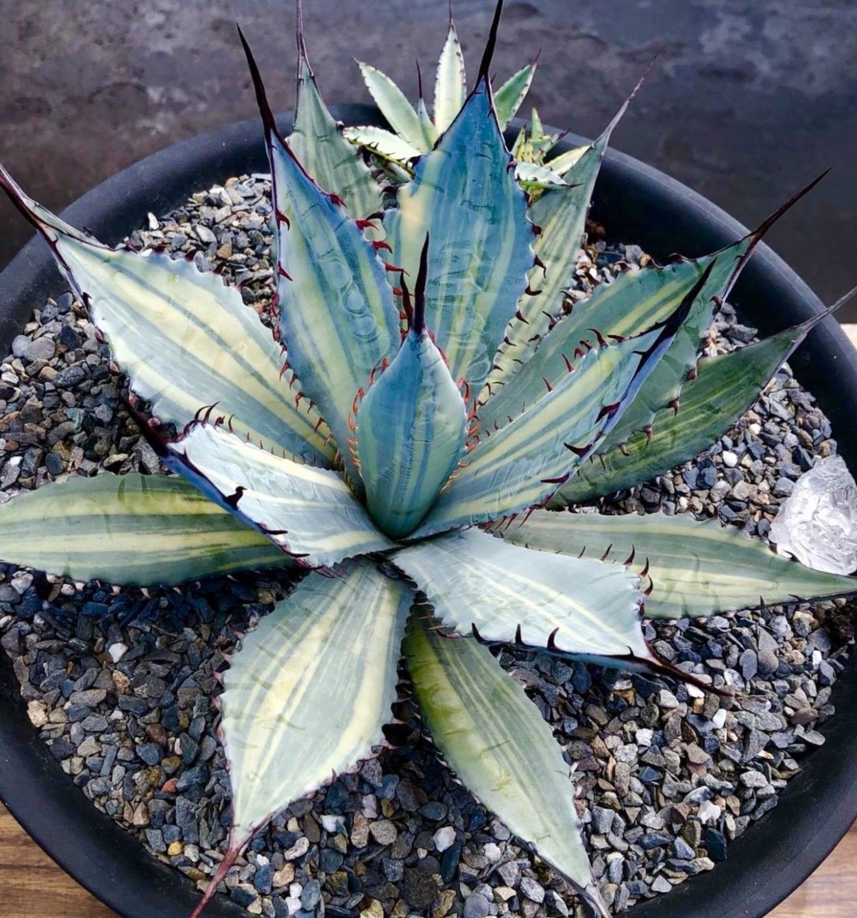 Агава фуркрея