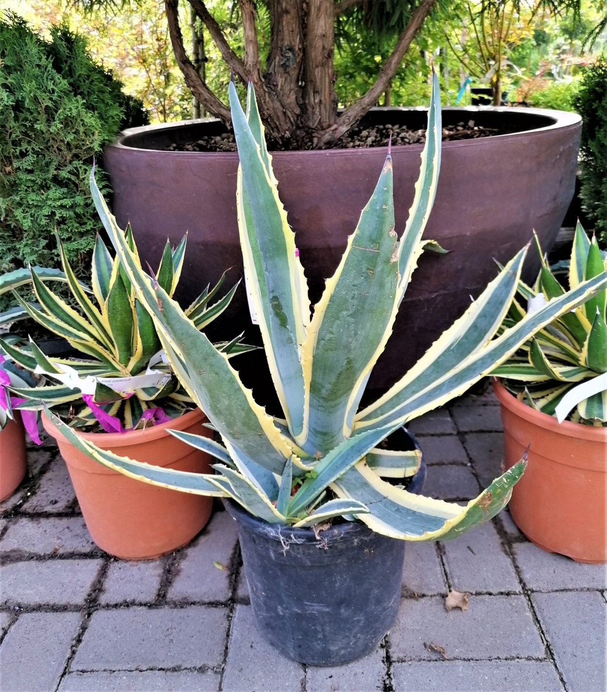 Агава Американа Вариегата