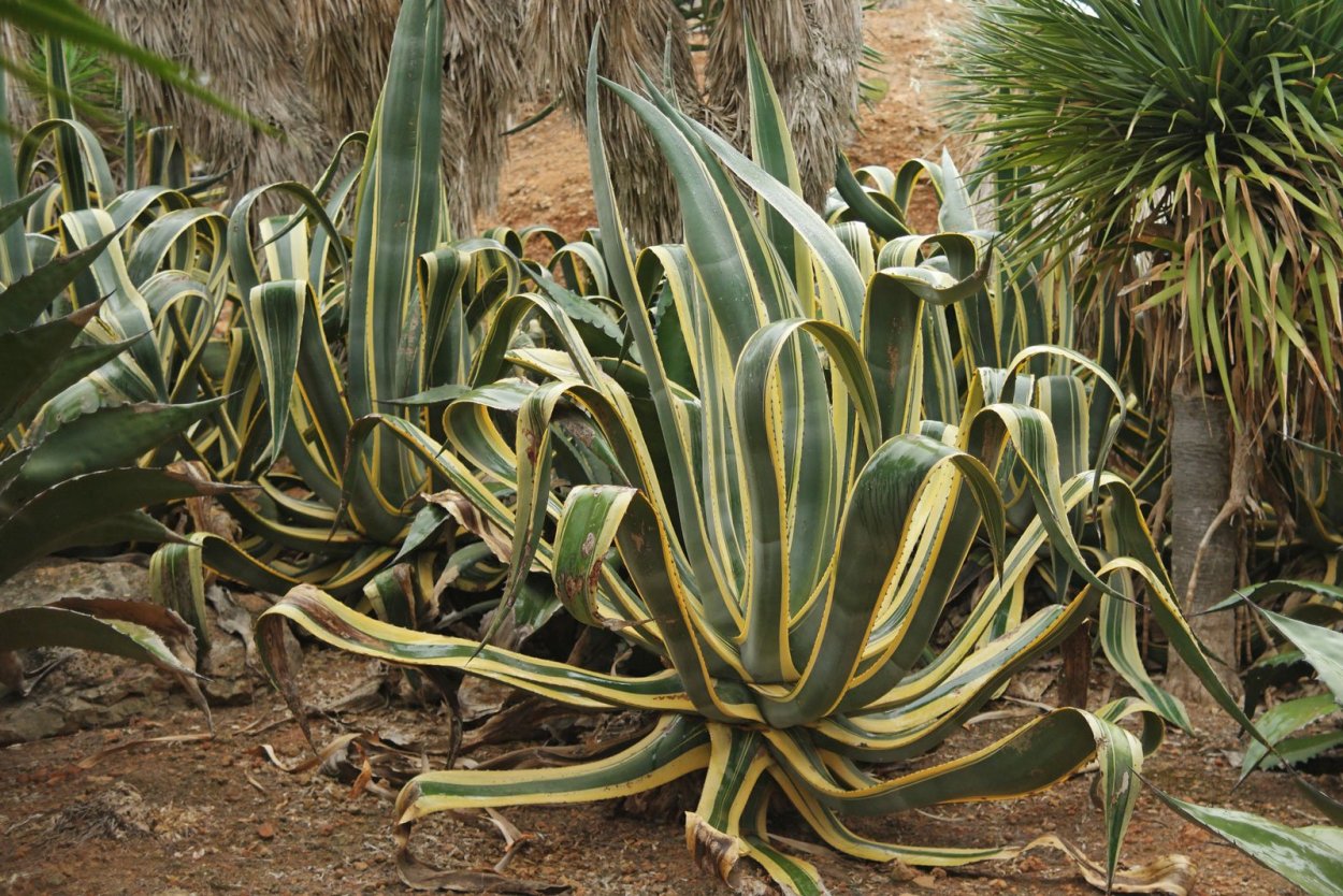 Агава американская пестролистная