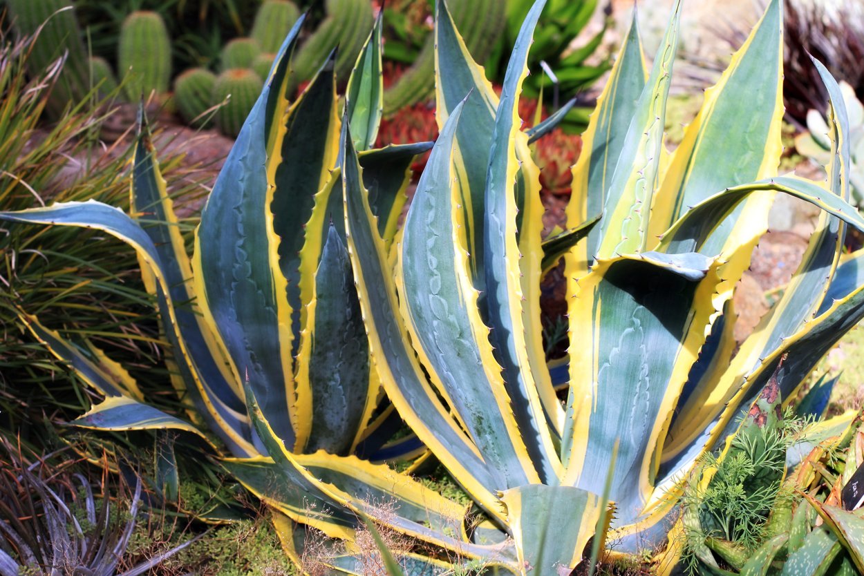 Фуркрея фоетида пестрая