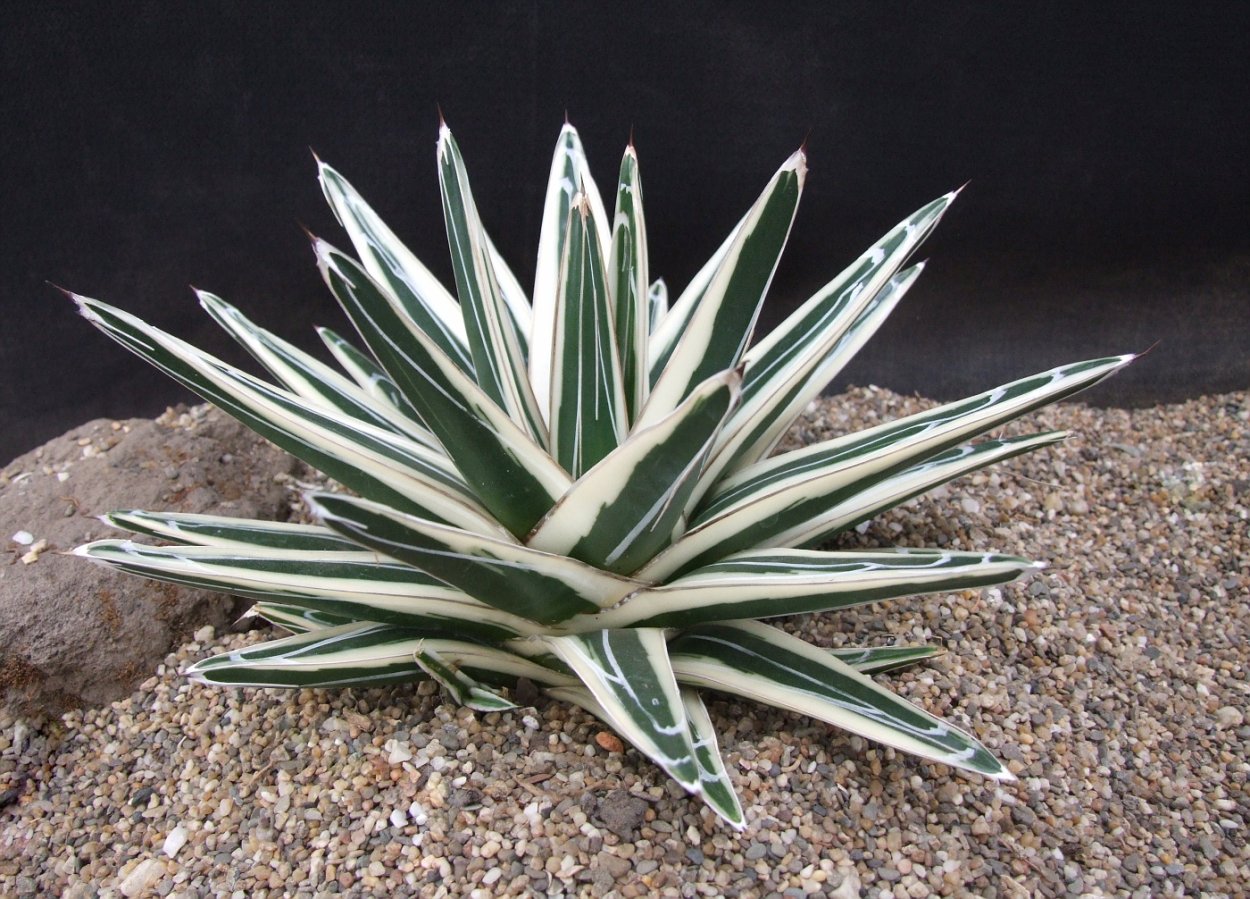 Агава Перри