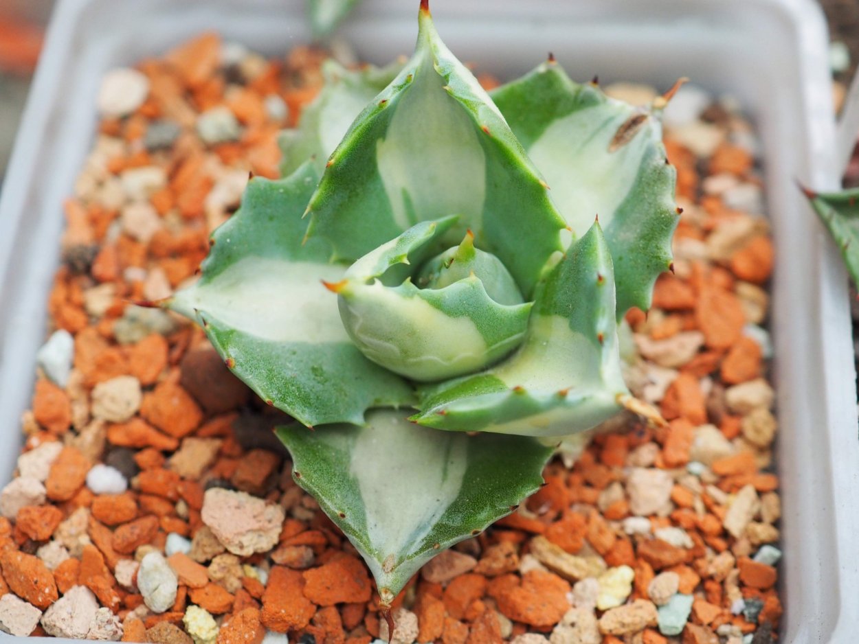 Агава Американа Вариегата