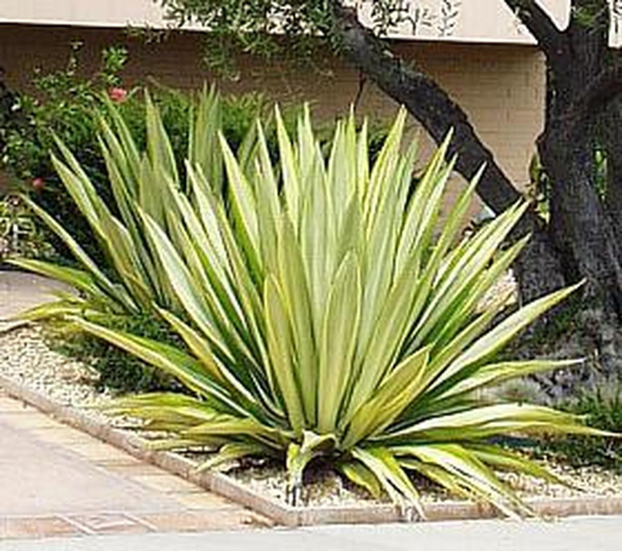 Агава аттенуата вариегатная