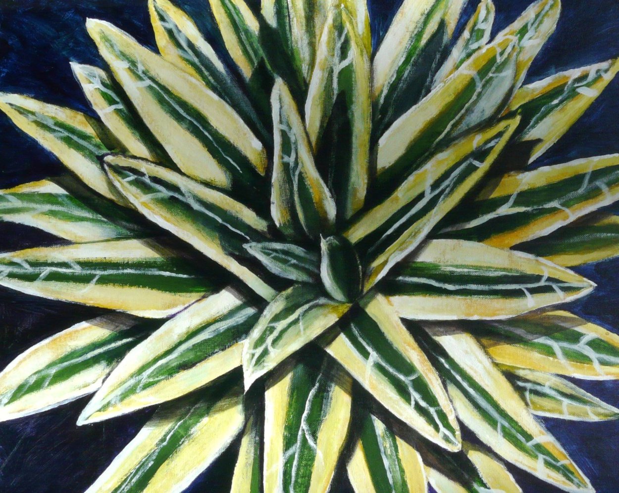 Агава Регина Золотая принцесса