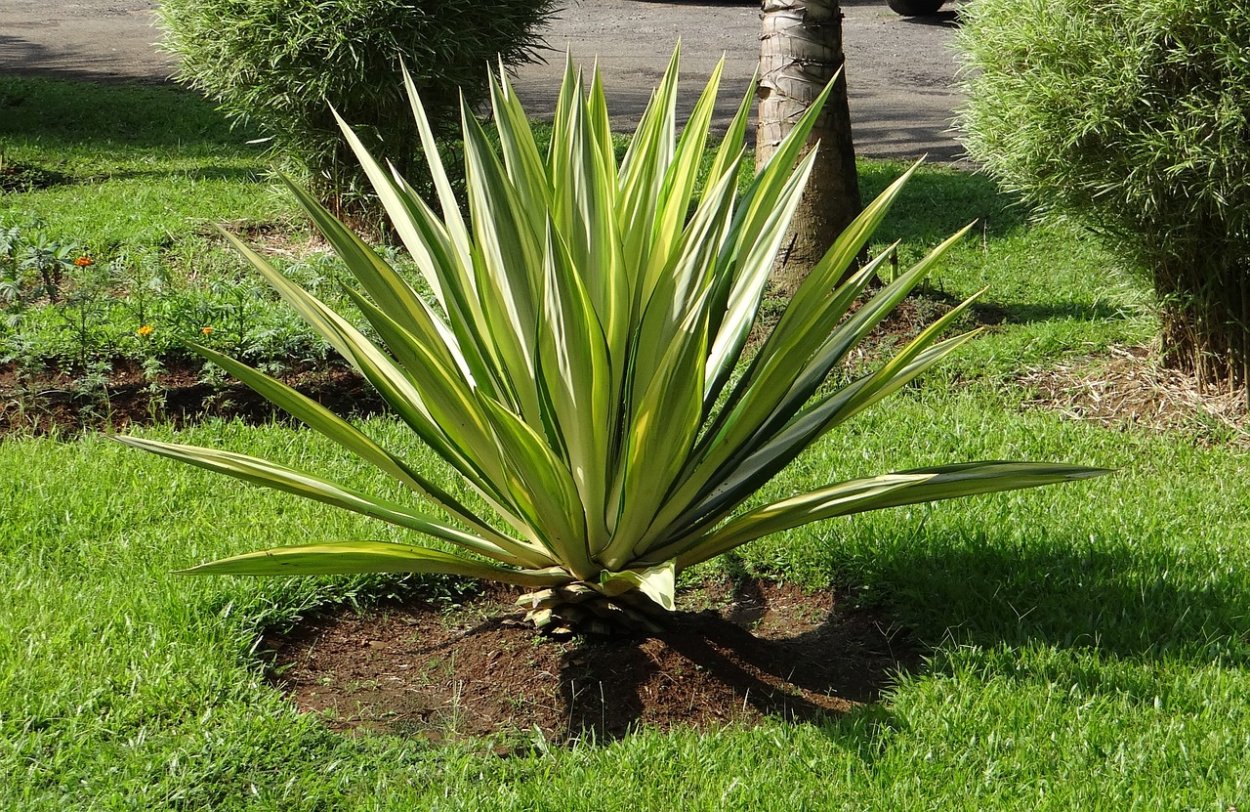 Agave rum Runner