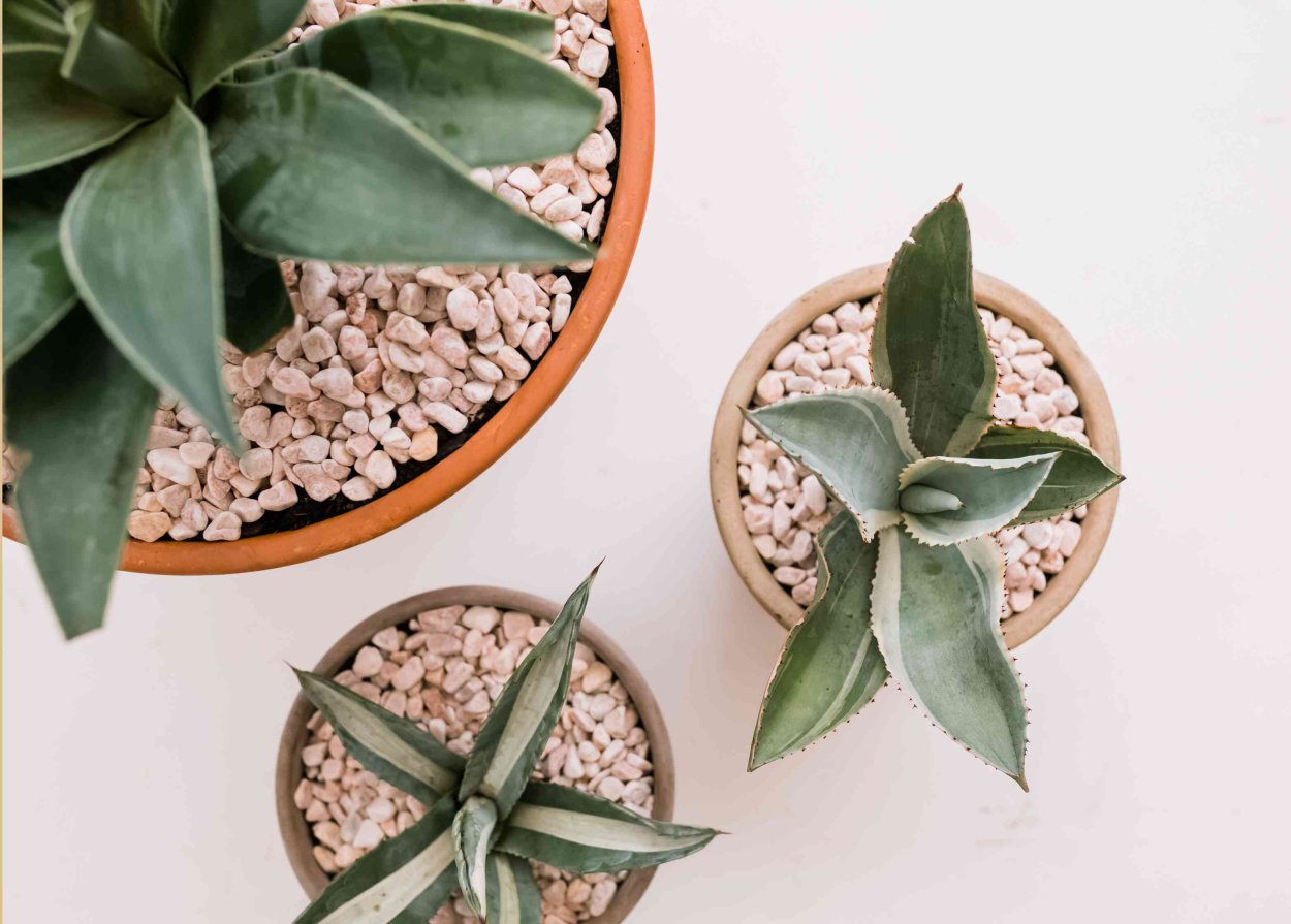 Агава сдвоенноцветковая