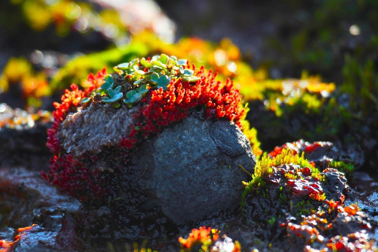 Арктические лишайники земли Франца Иосифа