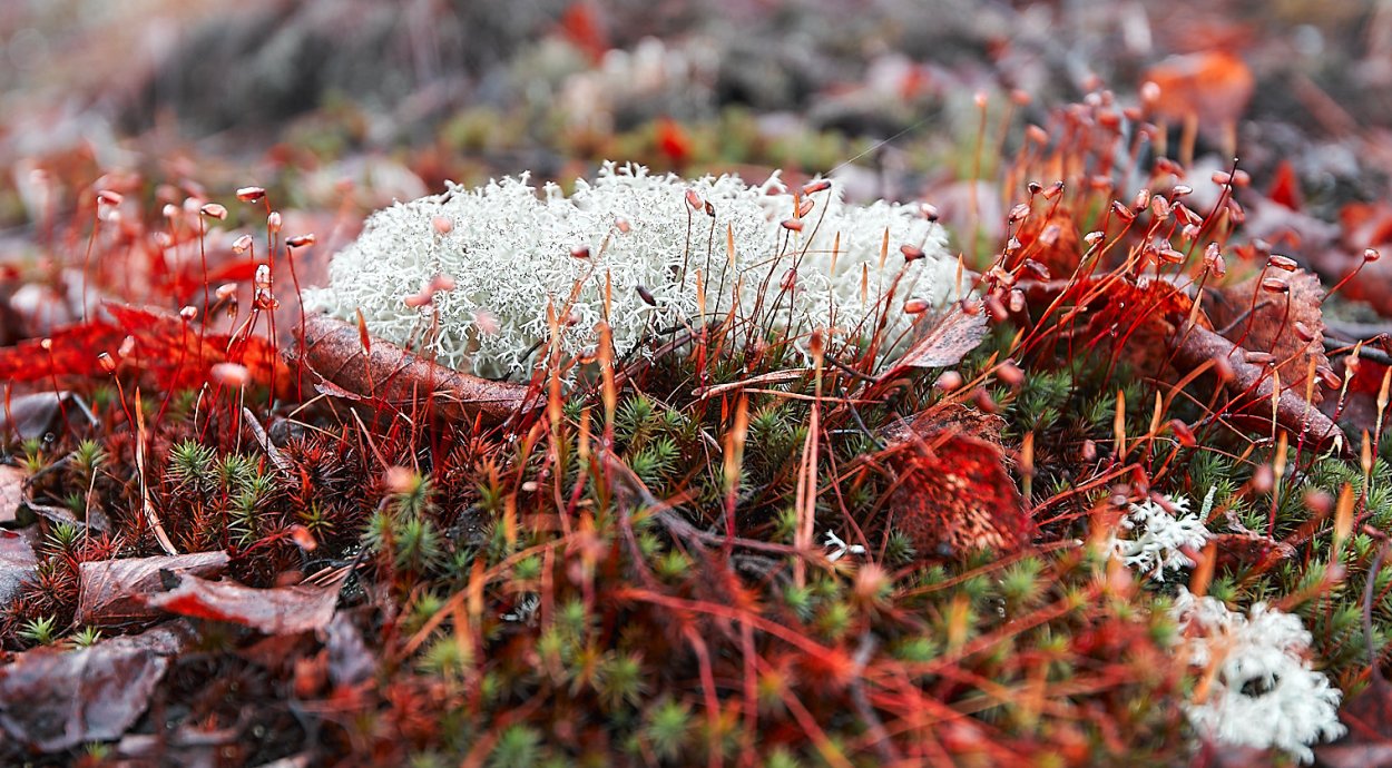 Арктическая Мохово-лишайниковая тундра