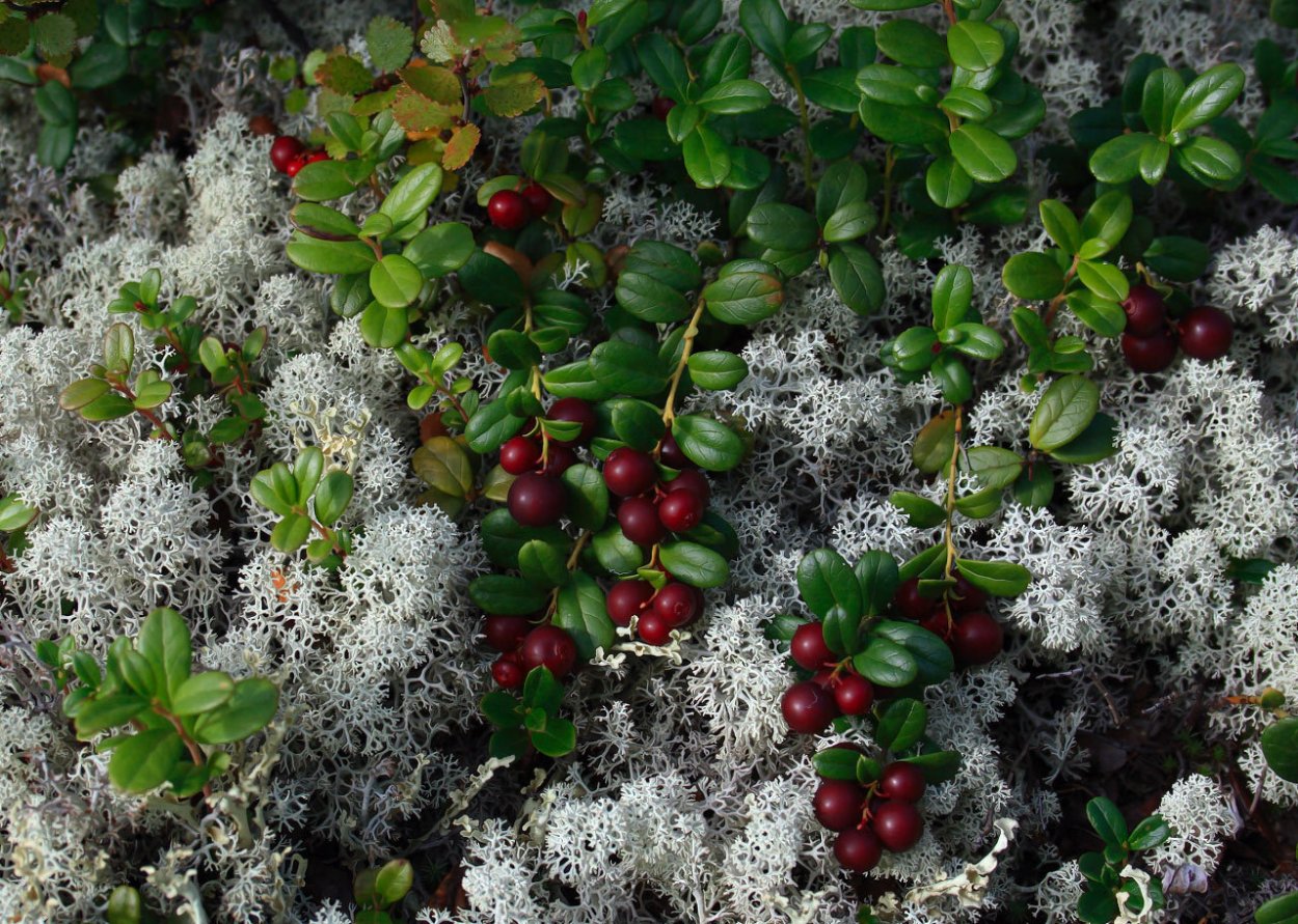 Чукотка тундра цветет