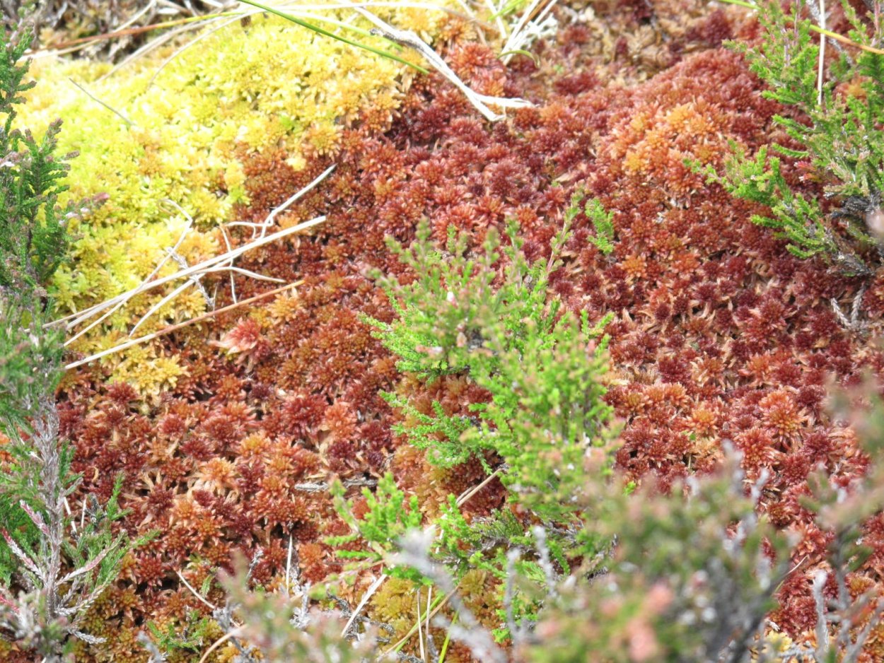 Мох сфагнум красный