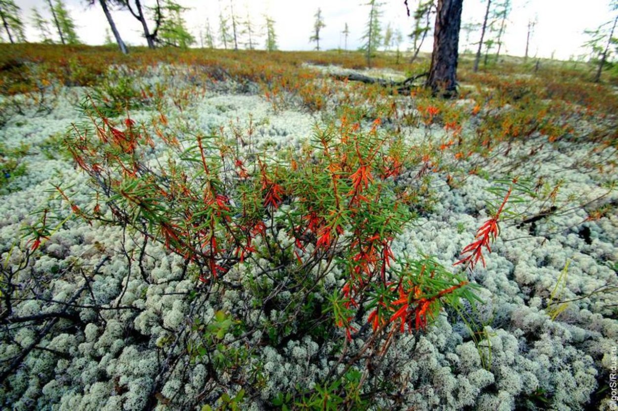 Ягель Арктический