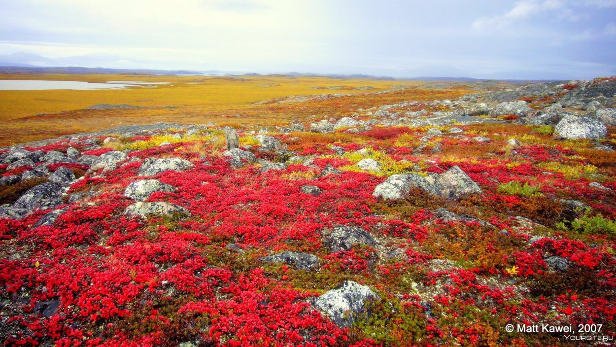 Чукотка тундра цветет