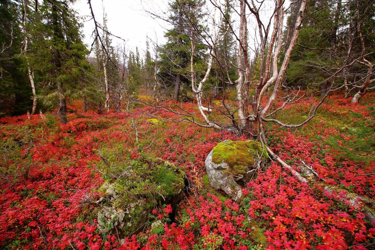 Сибирский мох ягель