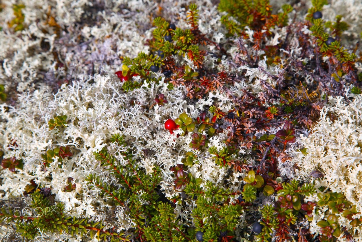 Ягель Олений мох