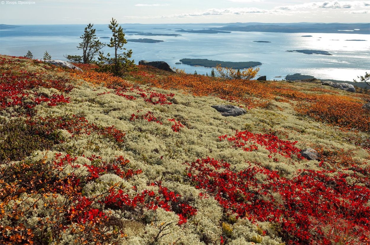 Тундра Кольского полуострова