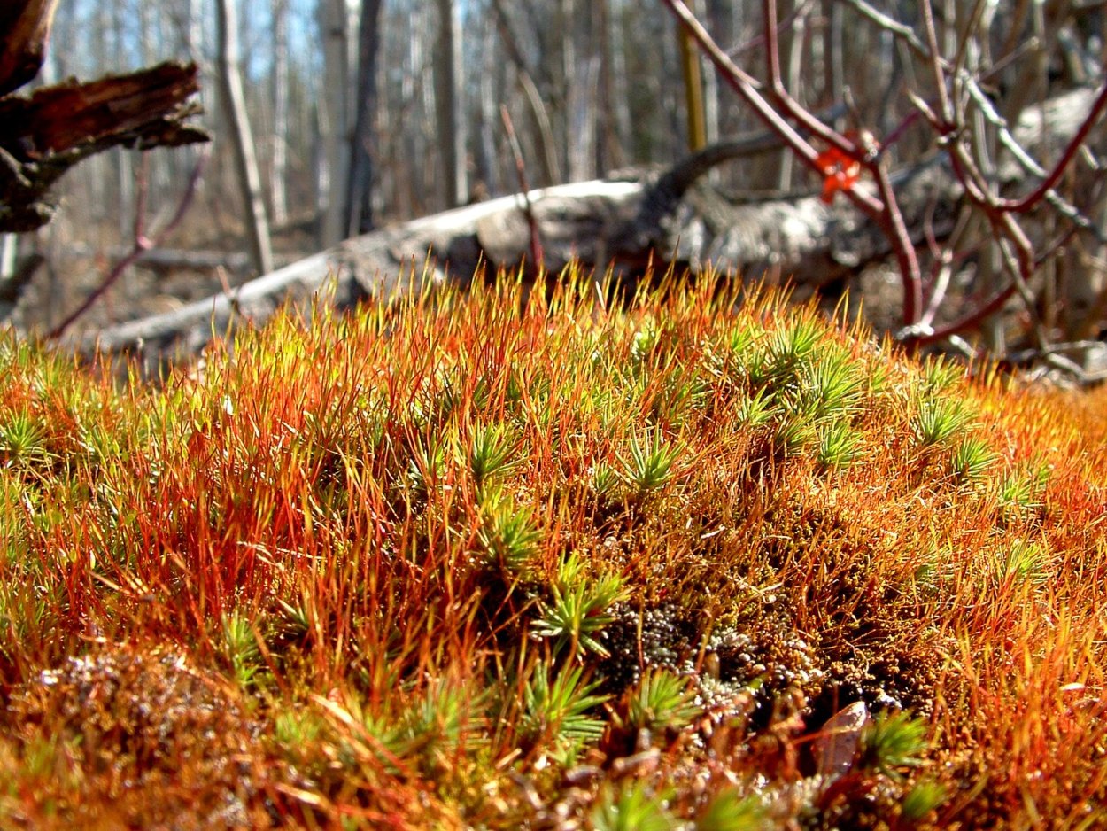 Красный Моха осенью