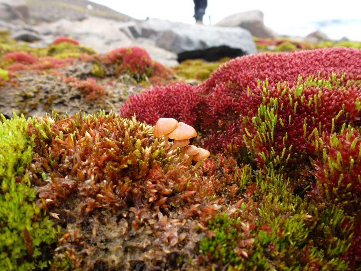 Ягель растения арктических пустынь