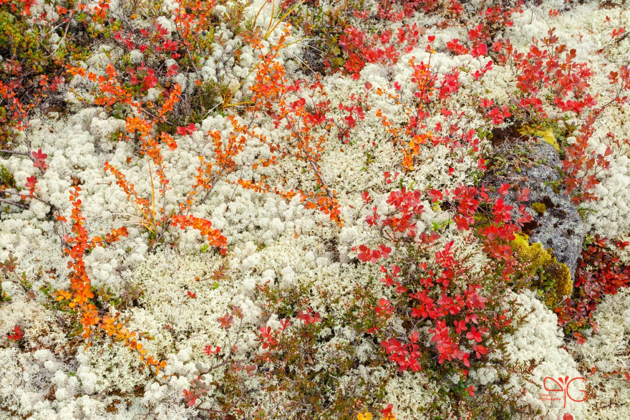 Природа Кольского полуострова