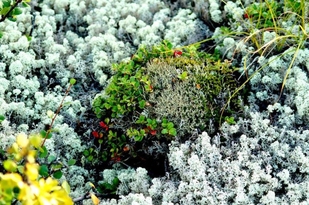 Сфагнум Тундровый