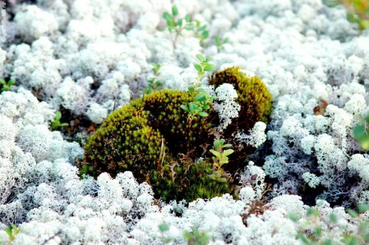 Лишайники на острове Врангеля
