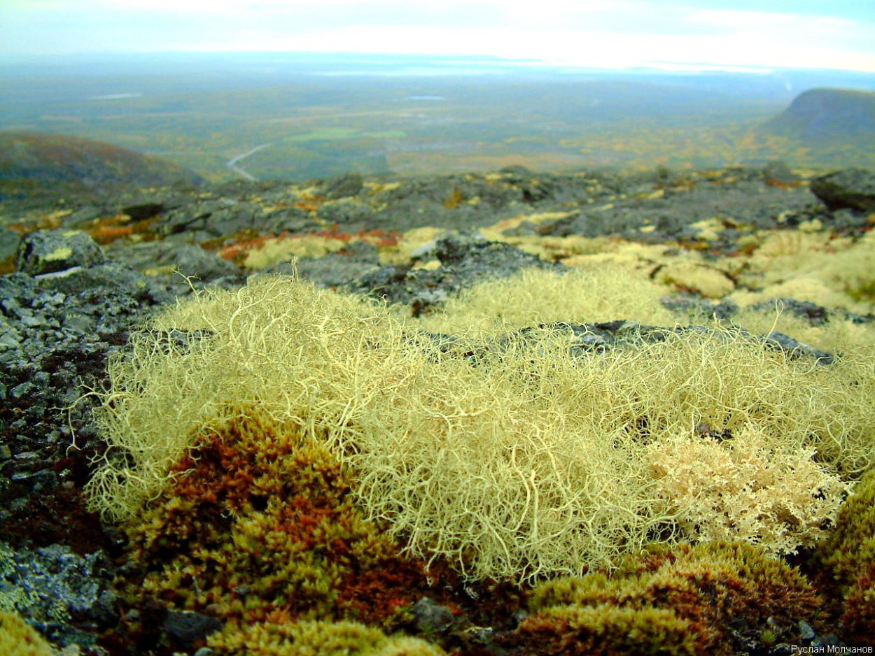 Ягель арктических пустынь России