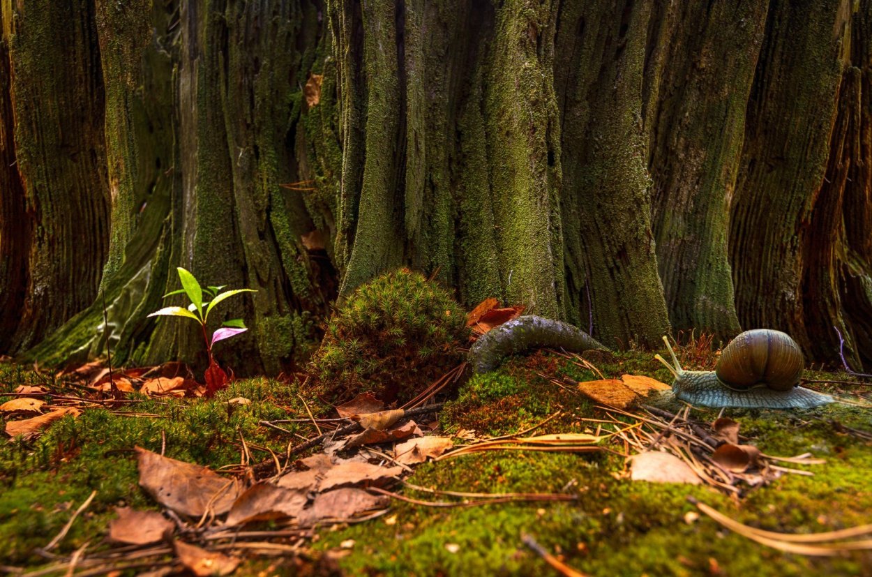 Лес осенью с пеньком