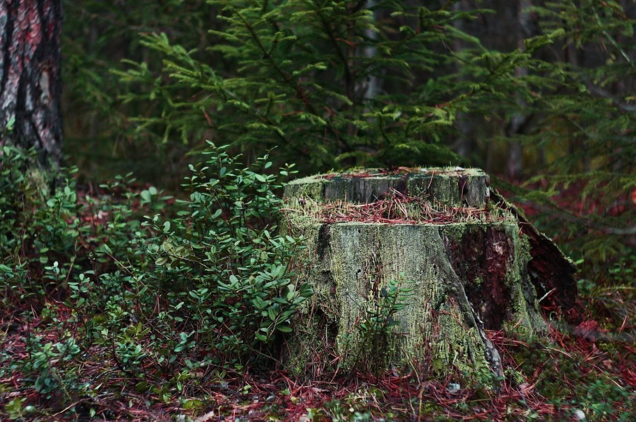 Пеньки в лесу