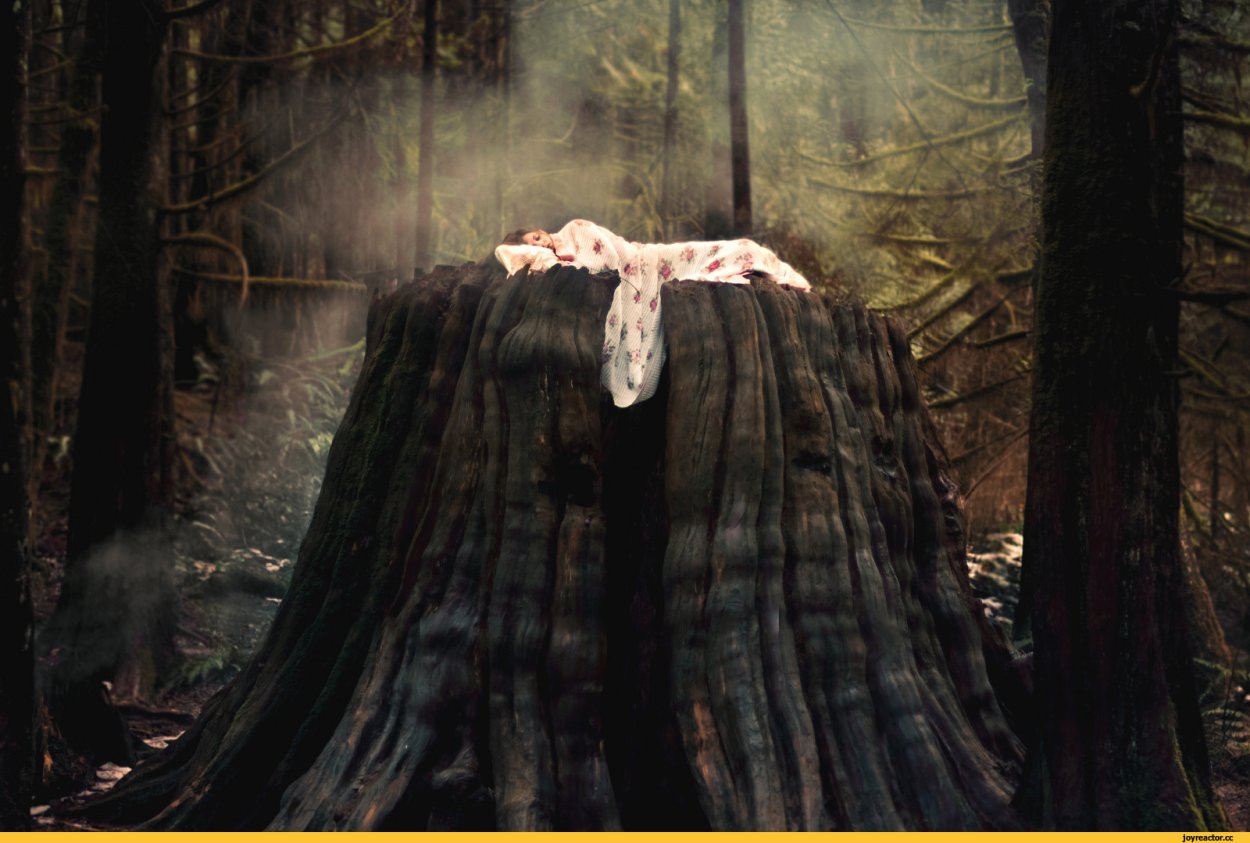 Лес пень девушка