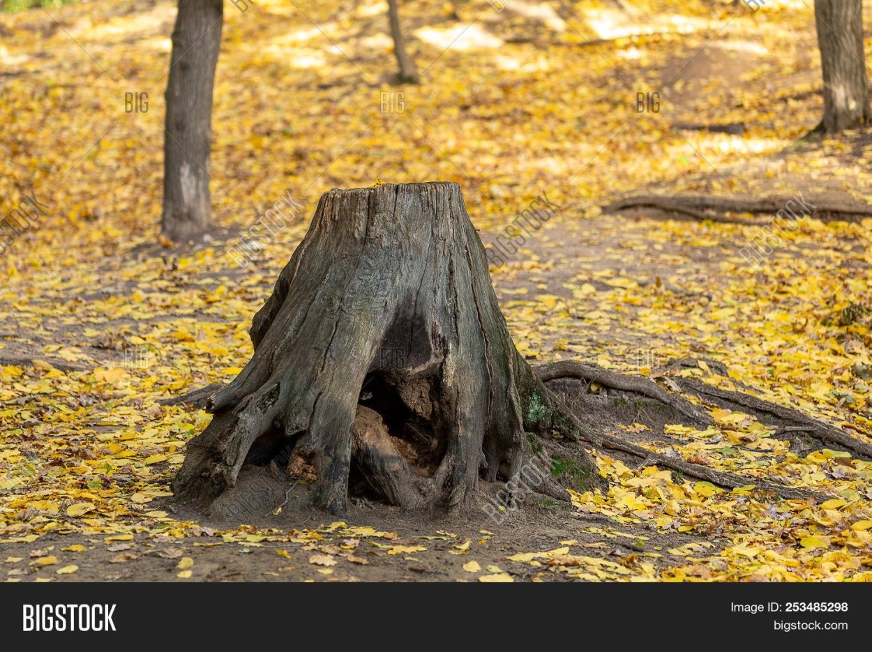 Пень с дуплом
