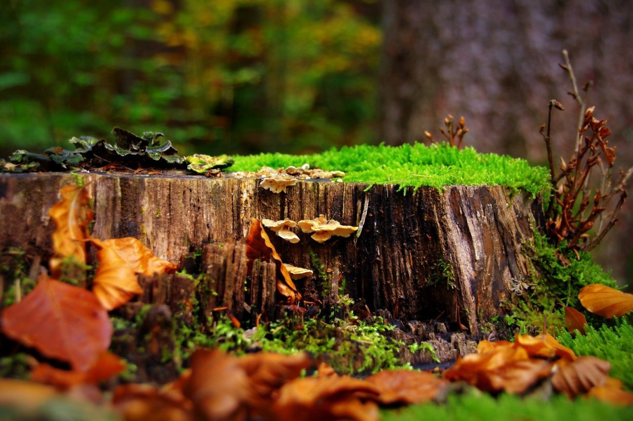 Осенний мох