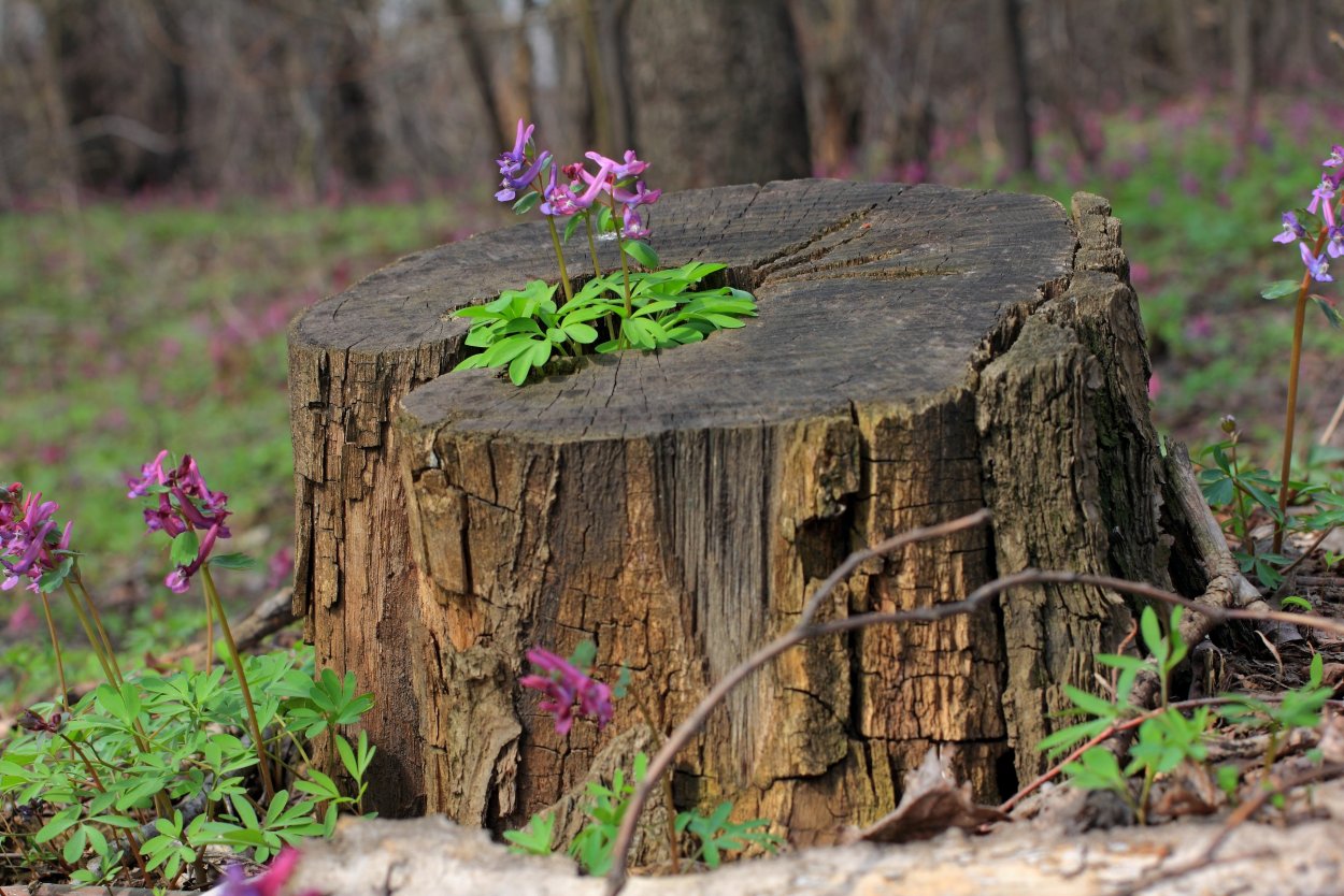 Пенек в лесу