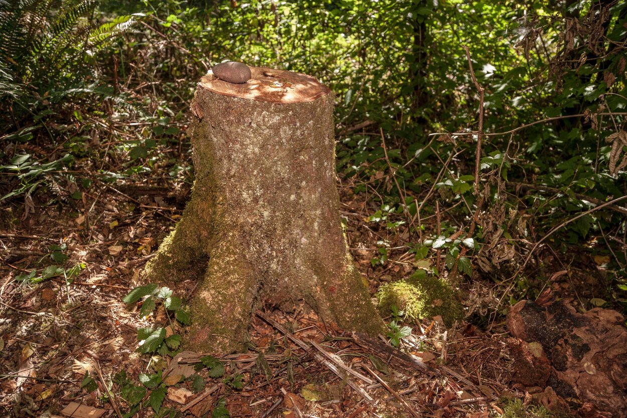 Пень в кустах