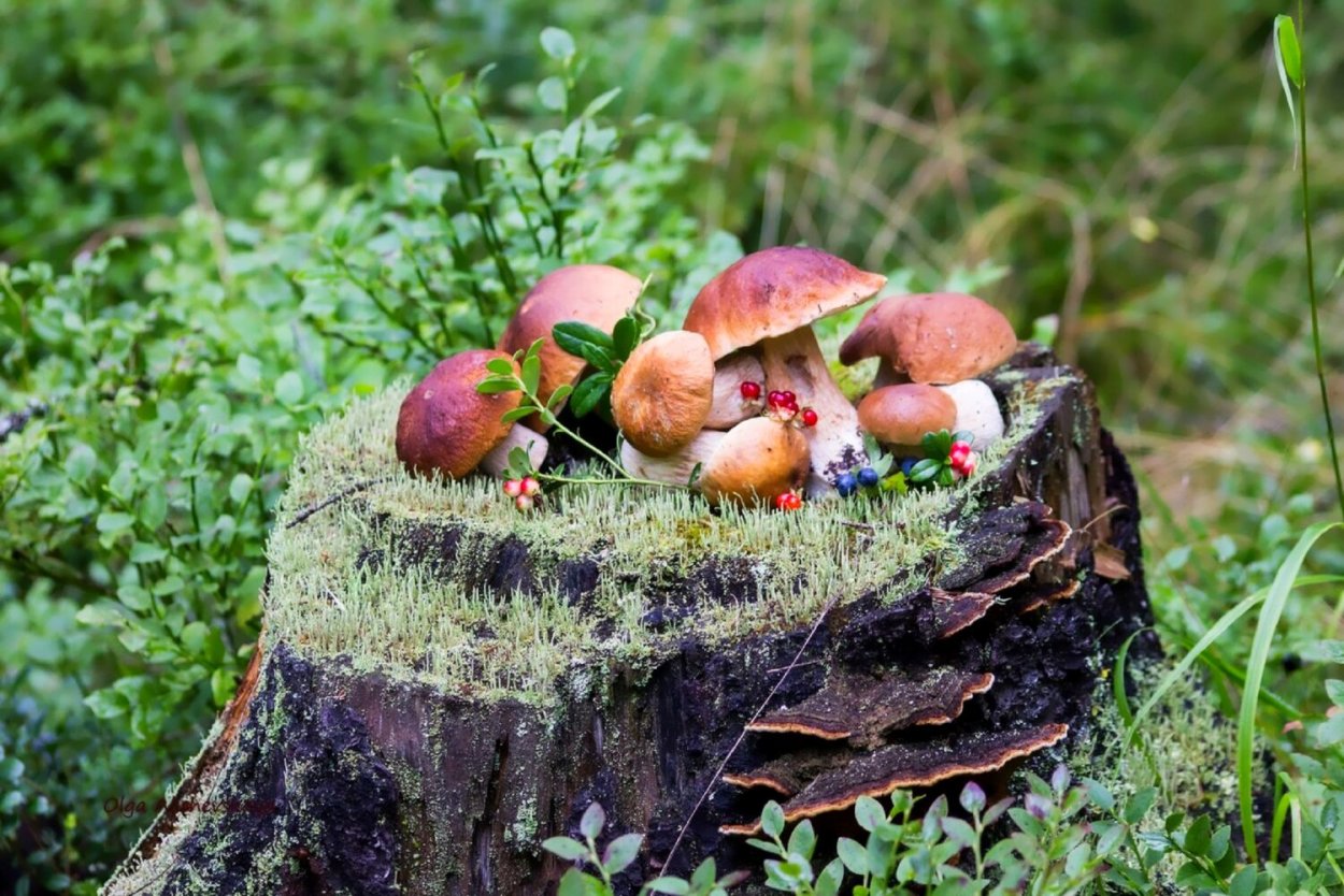Грибы Самарской области на пеньках