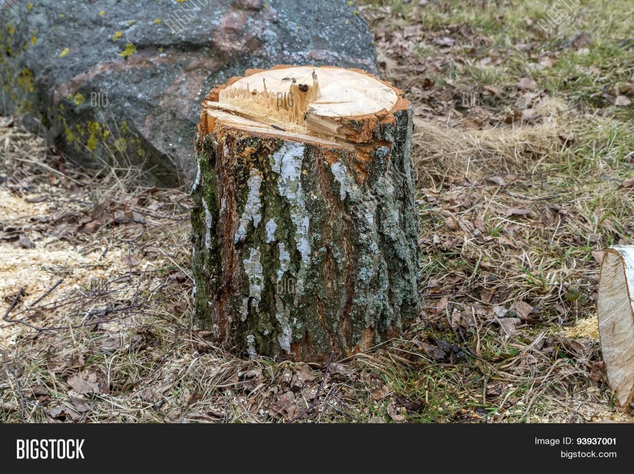 Береза пеньки