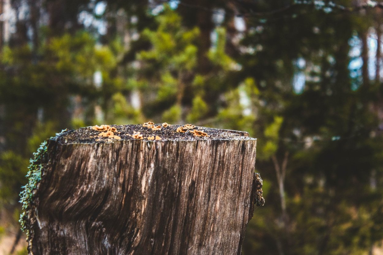 Фонарь в лесу лежит на пне