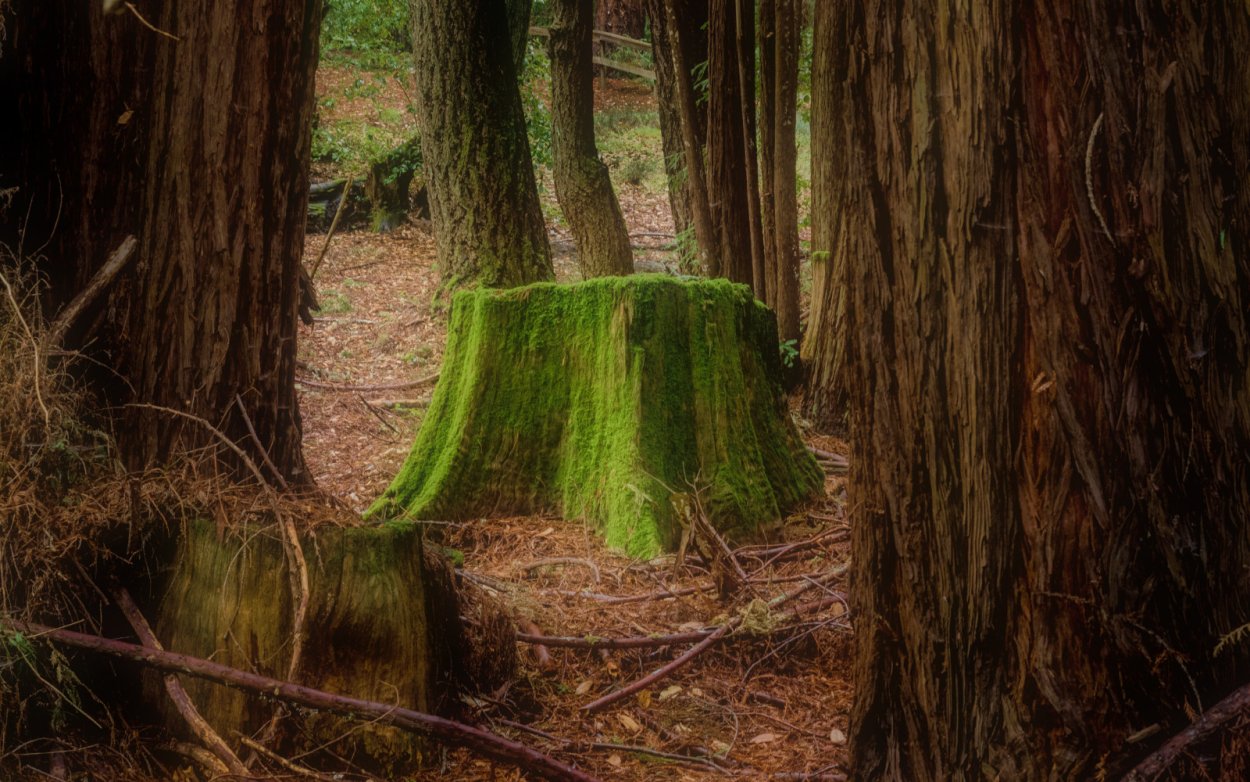 Пень в лесу