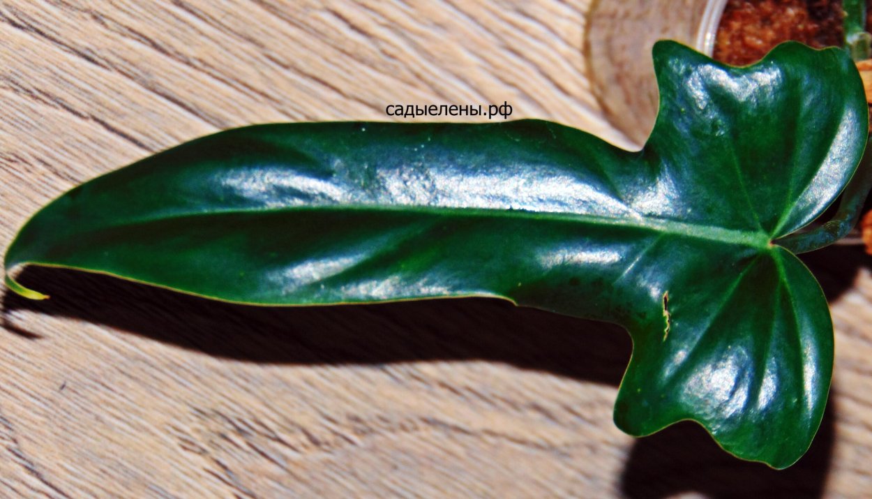 Филодендрон Camouflage