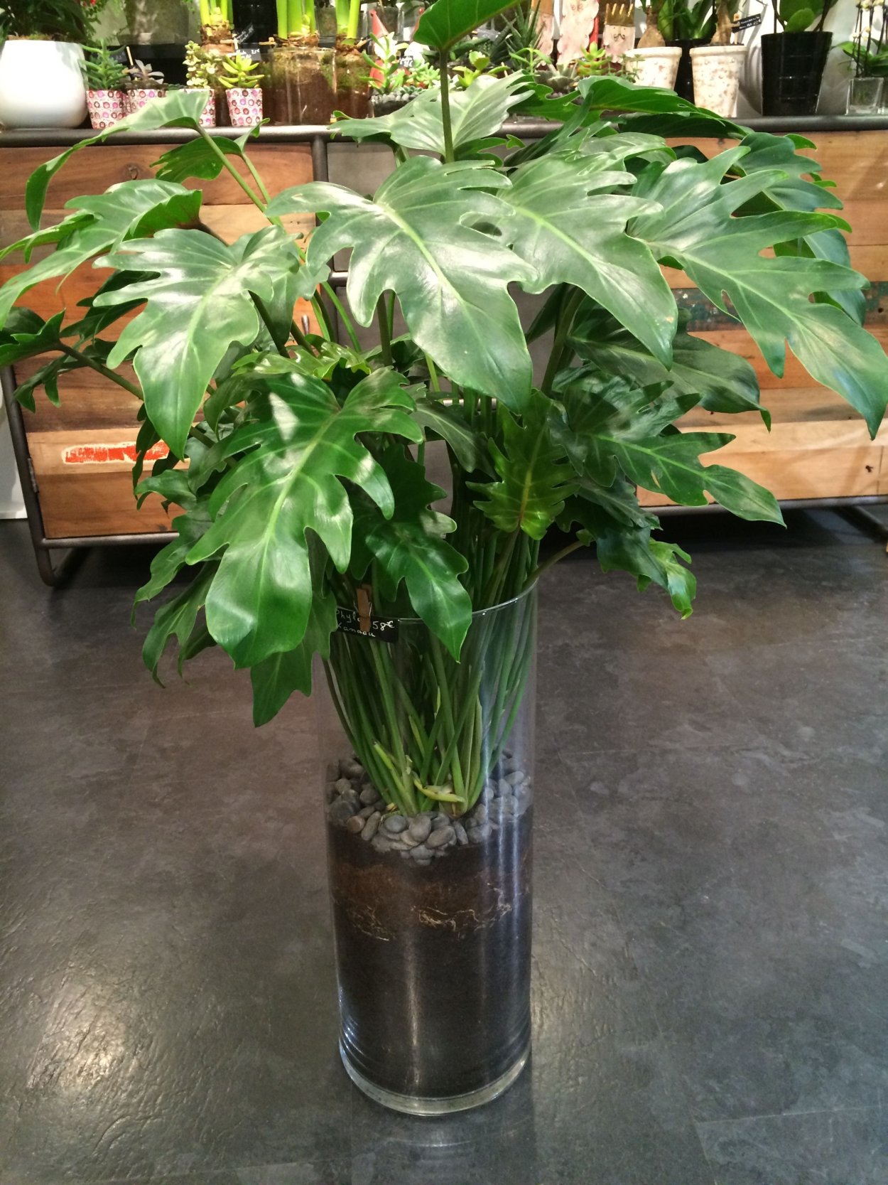 Филодендрон т 31 вар