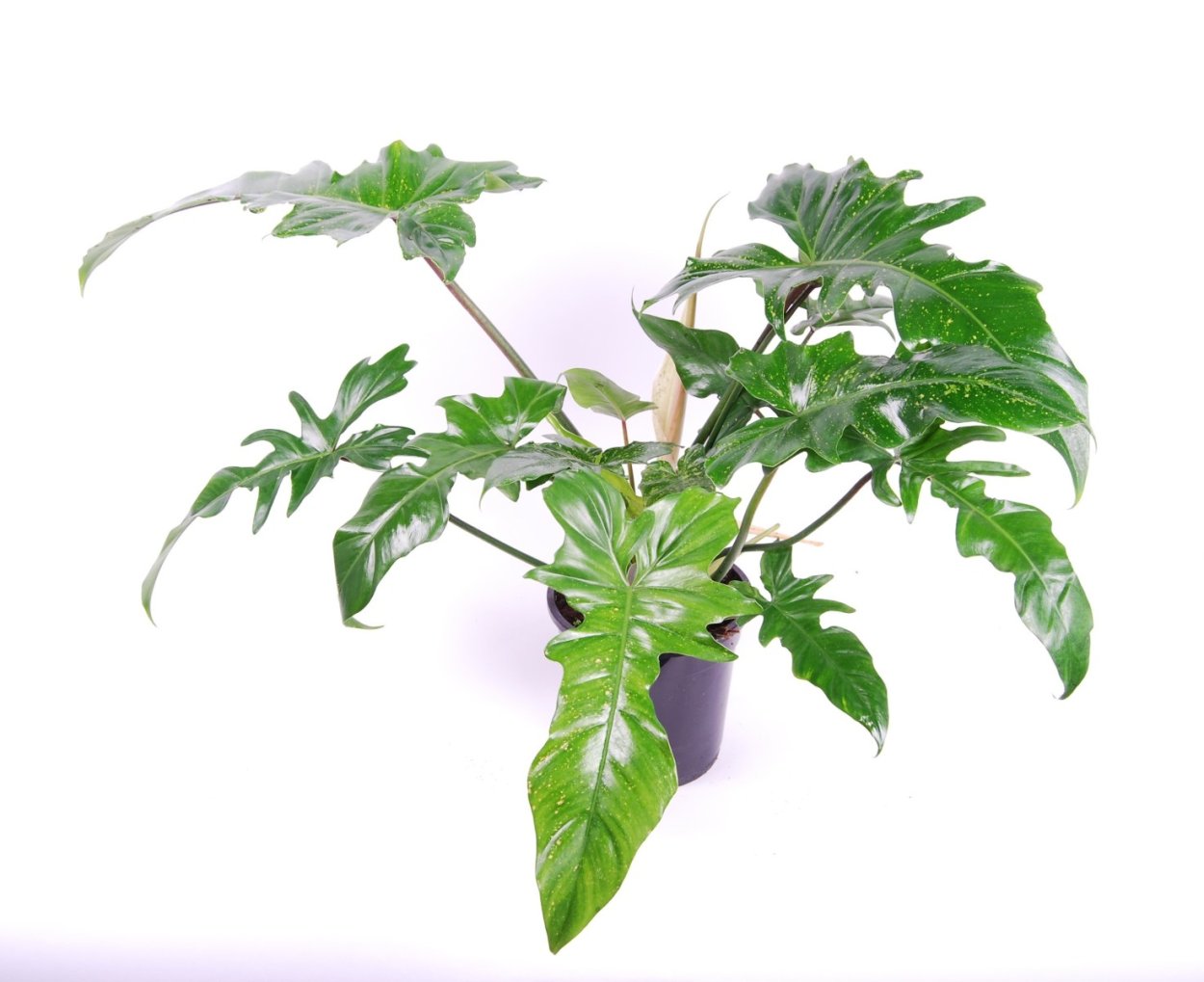 Филодендрон Голден дракон